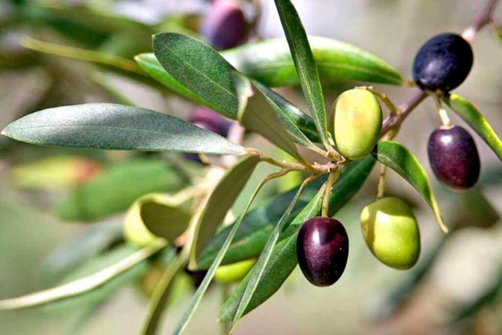 OLIVOS TIENDA ACEITE